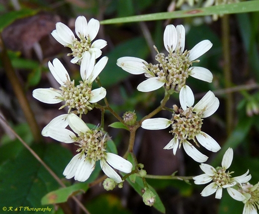 {Doellingeria infirma}